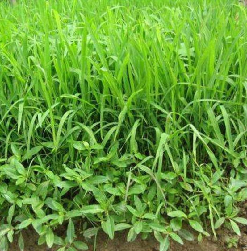 小米草种子，鱼，虾专用牧草小米草种子厂家直销欢迎咨询