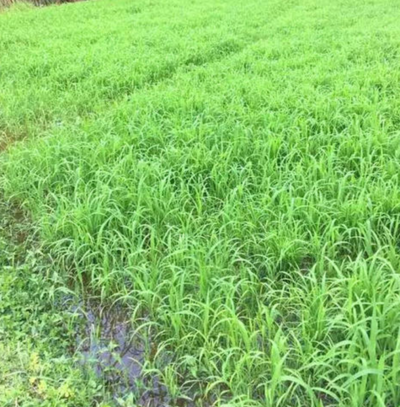 小米草种子，鱼，虾专用牧草小米草种子厂家直销欢迎咨询
