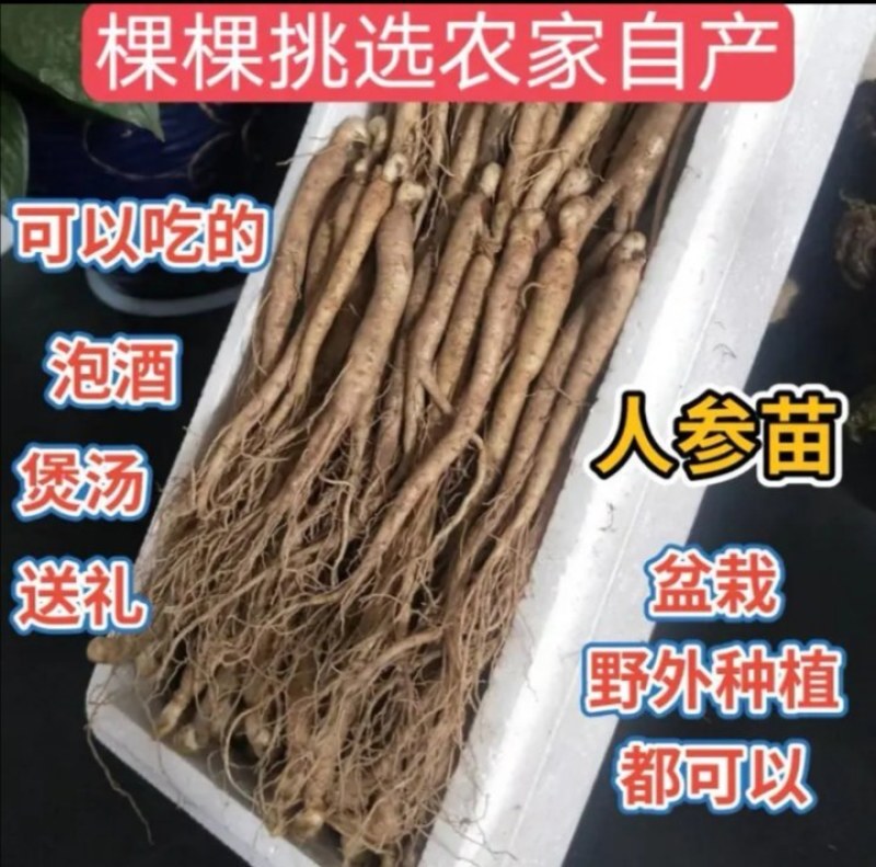 长白山一元一棵小鲜参人参种苗300棵一箱起卖包邮当天发货