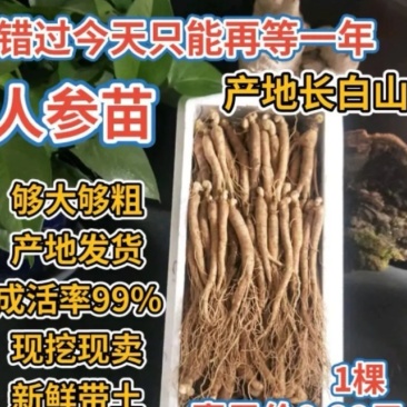 长白山一元一棵小鲜参人参种苗300棵一箱起卖包邮当天发货