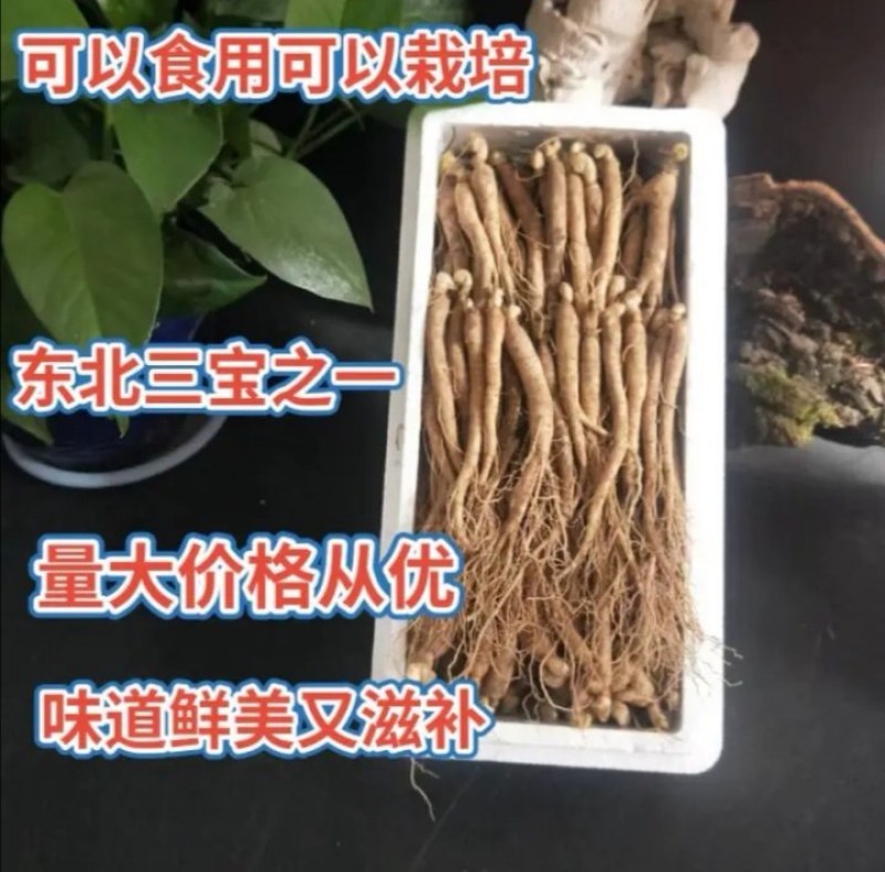 长白山一元一棵小鲜参人参种苗300棵一箱起卖包邮当天发货