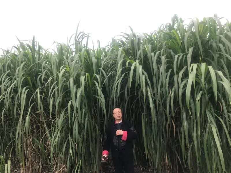 皇竹草种节200节，都是当天现砍现发货，保证新鲜，芽率