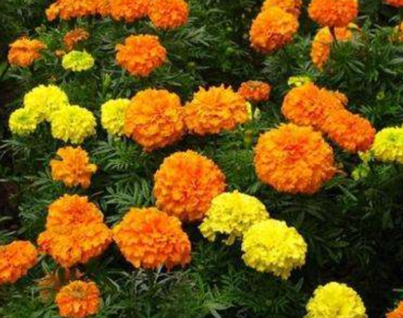 金盏菊种子耐寒多年生花卉种子四季开花品种