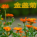 金盏菊种子耐寒多年生花卉种子四季开花品种
