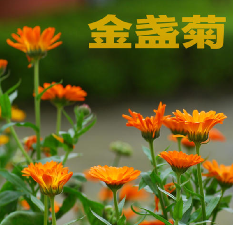 金盏菊种子耐寒多年生花卉种子四季开花品种