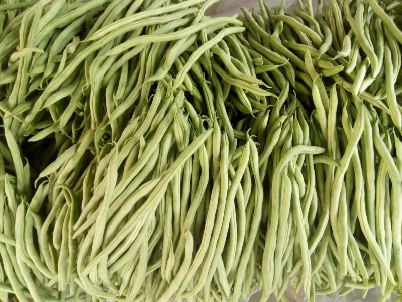 芸豆20cm以上精品无丝豆