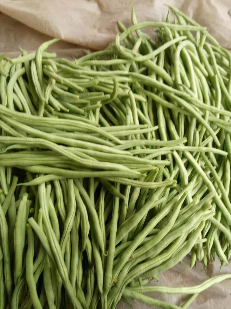 芸豆20cm以上精品无丝豆