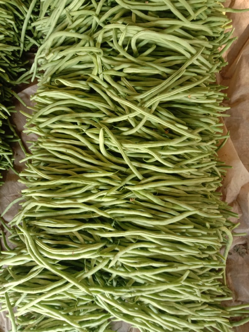 芸豆20cm以上精品无丝豆