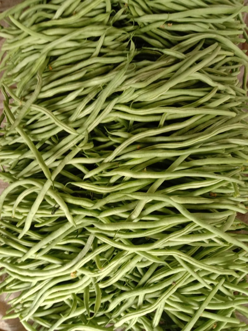 芸豆20cm以上精品无丝豆