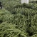 芸豆20cm以上精品无丝豆