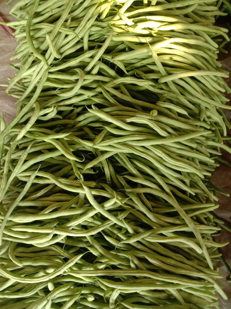 芸豆20cm以上精品无丝豆