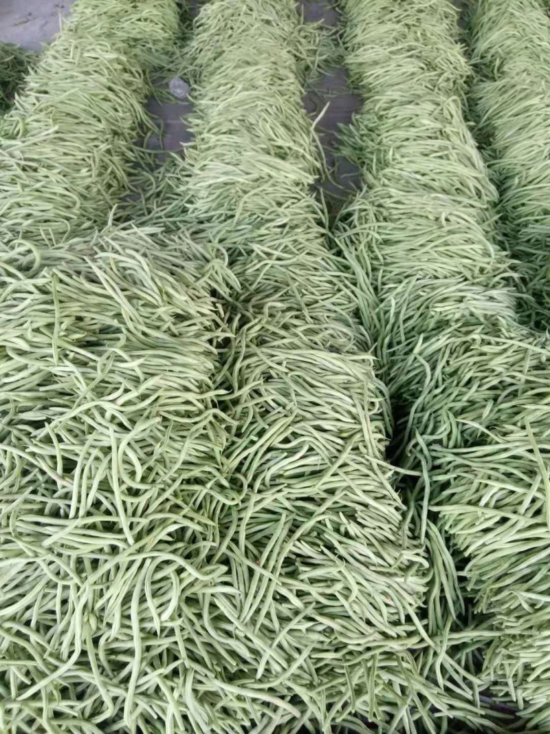 芸豆20cm以上精品无丝豆