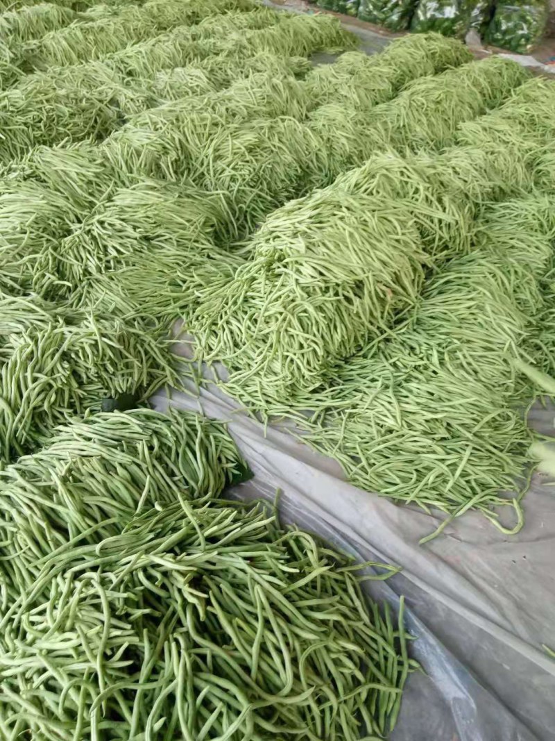 芸豆20cm以上精品无丝豆