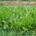 苦荬菜种子牧草种子多年生种子养殖猪鸡鸭鹅牧草品种