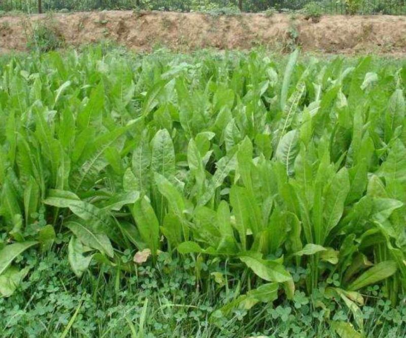 苦荬菜种子牧草种子多年生种子养殖猪鸡鸭鹅牧草品种