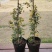 木香花苗白黄甜蜜木香重瓣带花四季爬藤植物室内庭院浓香花卉