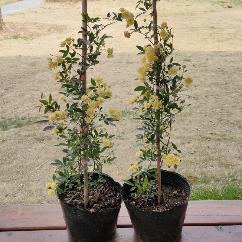 木香花苗白黄甜蜜木香重瓣带花四季爬藤植物室内庭院浓香花卉