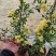 木香花苗白黄甜蜜木香重瓣带花四季爬藤植物室内庭院浓香花卉