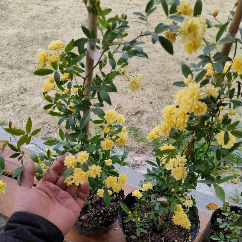 木香花苗白黄甜蜜木香重瓣带花四季爬藤植物室内庭院浓香花卉