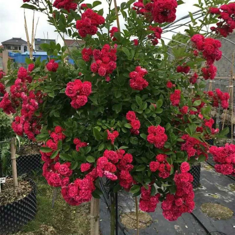 四季红木香特大爬藤植物甜蜜黄木香庭院阳台多季开花藤本花卉
