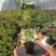 四季红木香特大爬藤植物甜蜜黄木香庭院阳台多季开花藤本花卉