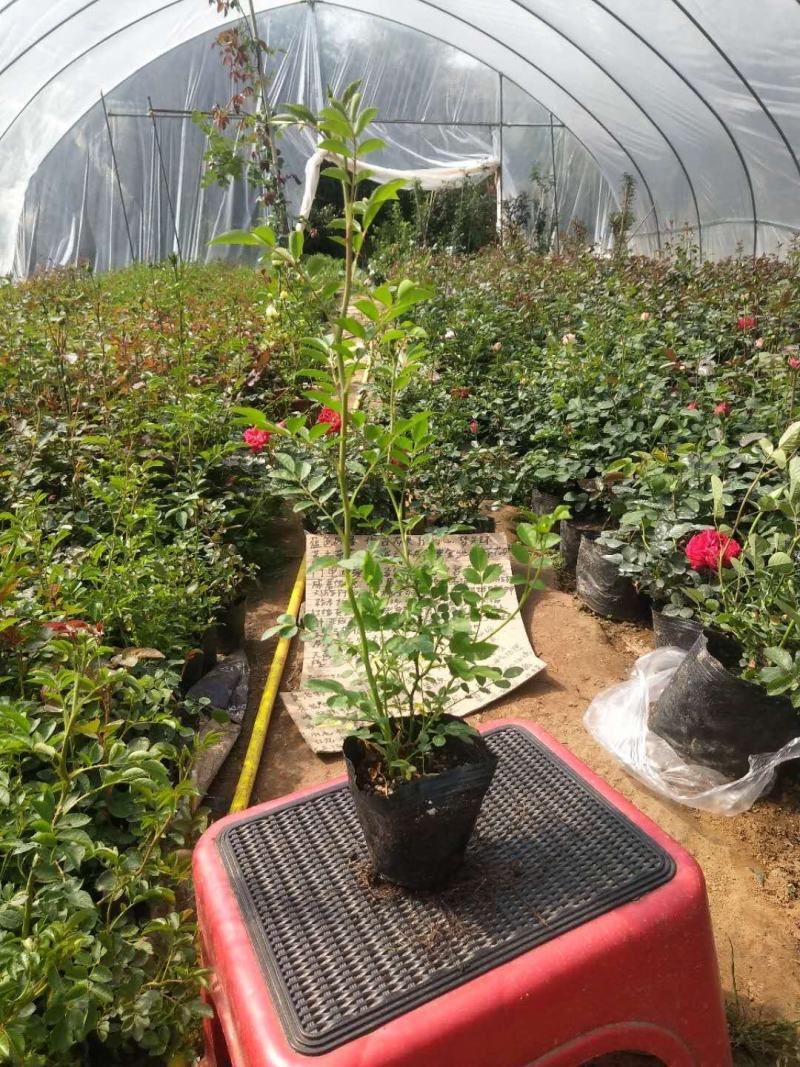 四季红木香特大爬藤植物甜蜜黄木香庭院阳台多季开花藤本花卉