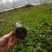 四季红木香特大爬藤植物甜蜜黄木香庭院阳台多季开花藤本花卉