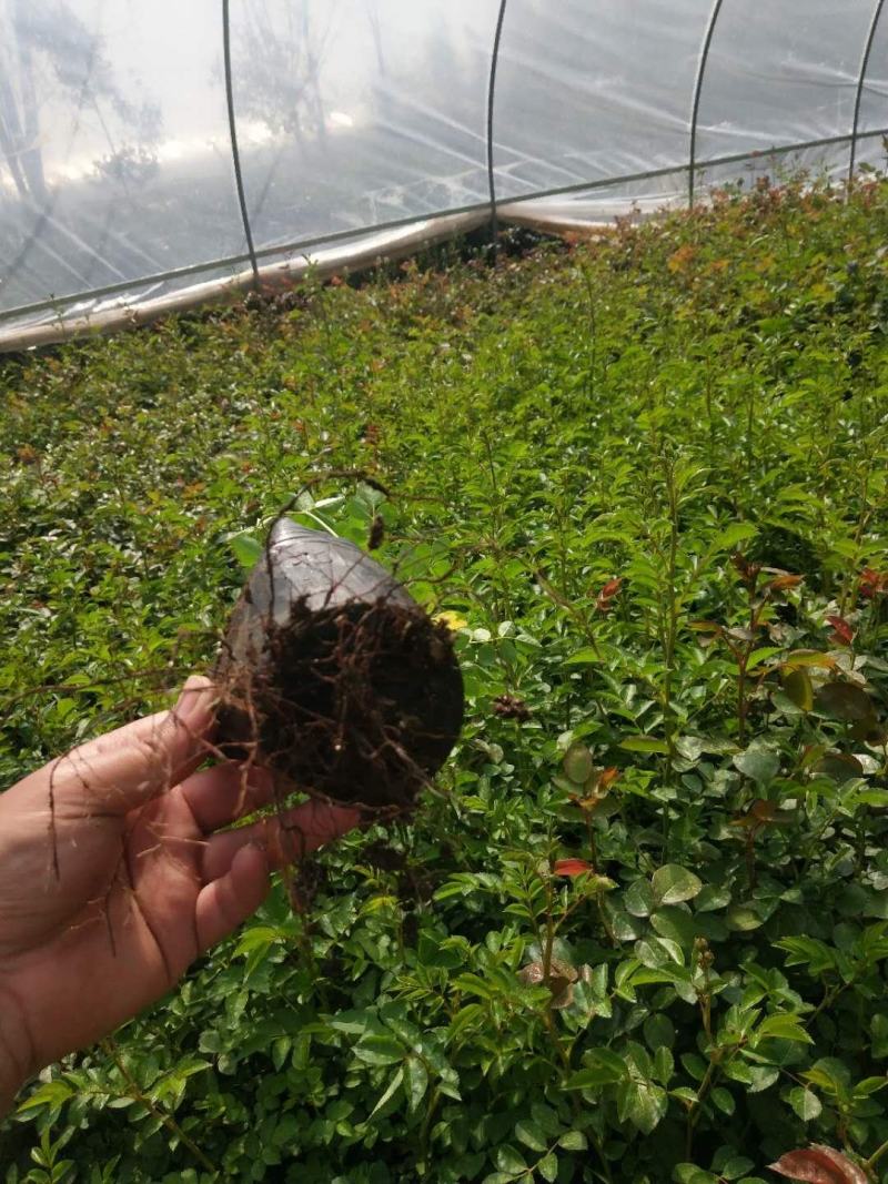 四季红木香特大爬藤植物甜蜜黄木香庭院阳台多季开花藤本花卉