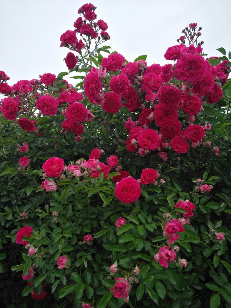 四季红木香特大爬藤植物甜蜜黄木香庭院阳台多季开花藤本花卉