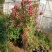 四季红木香特大爬藤植物甜蜜黄木香庭院阳台多季开花藤本花卉