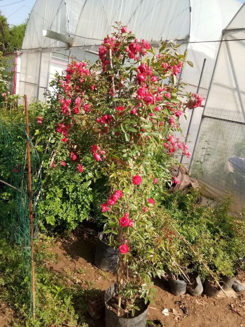 四季红木香特大爬藤植物甜蜜黄木香庭院阳台多季开花藤本花卉