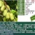 软枣猕猴桃树苗魁绿，龙城2号，红玉王巨人安娜现挖现发