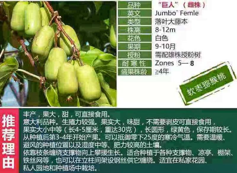 软枣猕猴桃树苗魁绿，龙城2号，红玉王巨人安娜现挖现发