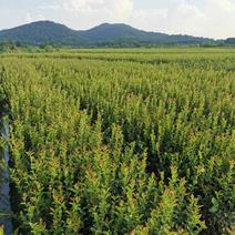 丰城油茶苗长林系品种齐全，合作社规模化种植，证件齐全。