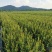 丰城油茶苗长林系品种齐全，合作社规模化种植，证件齐全。