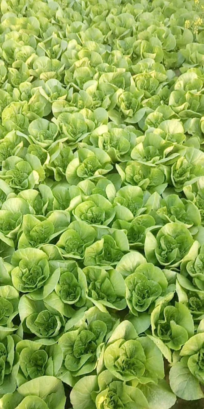 【毛白菜江苏南通自有蔬菜基地毛白菜】产地直发，品质保证
