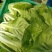 【毛白菜江苏南通自有蔬菜基地毛白菜】产地直发，品质保证