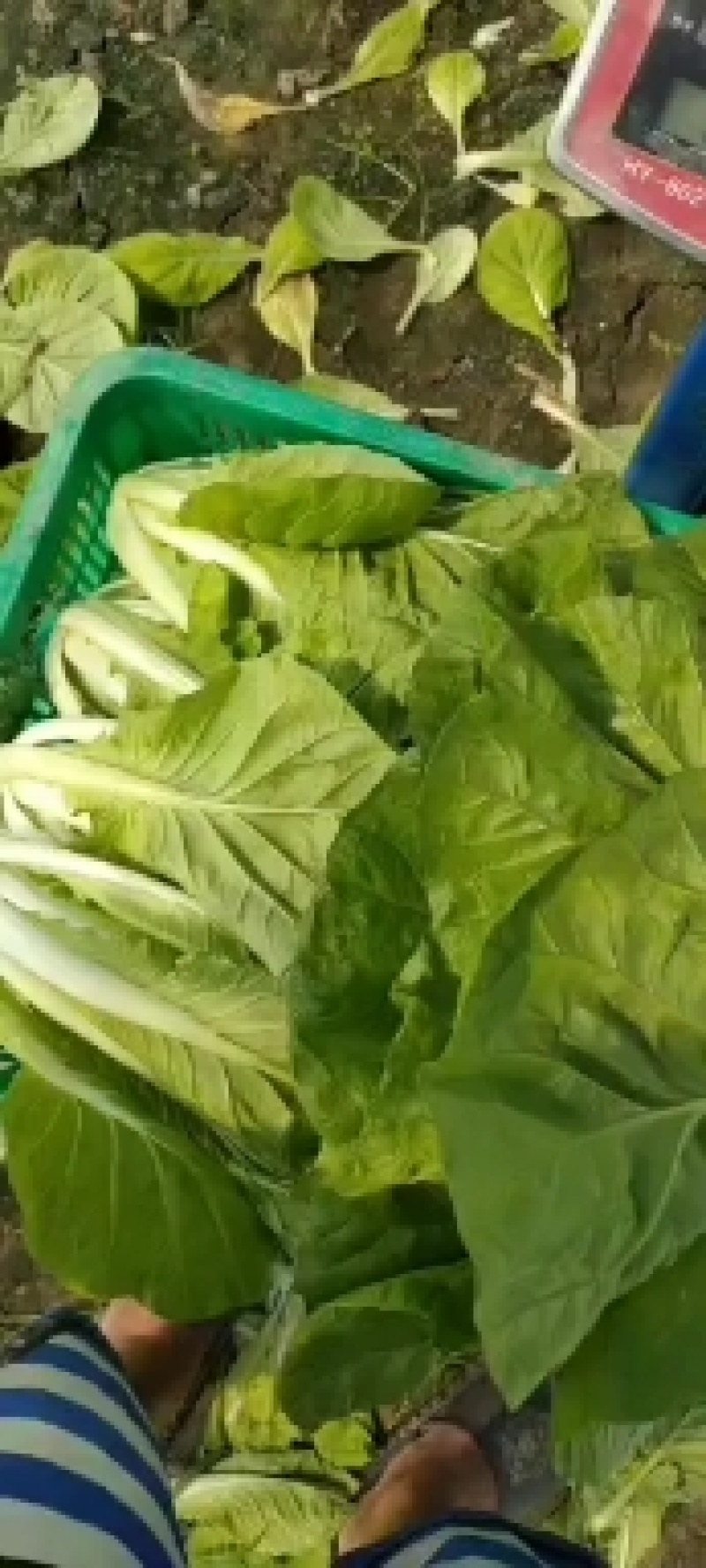 【毛白菜江苏南通自有蔬菜基地毛白菜】产地直发，品质保证