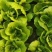 【毛白菜江苏南通自有蔬菜基地毛白菜】产地直发，品质保证