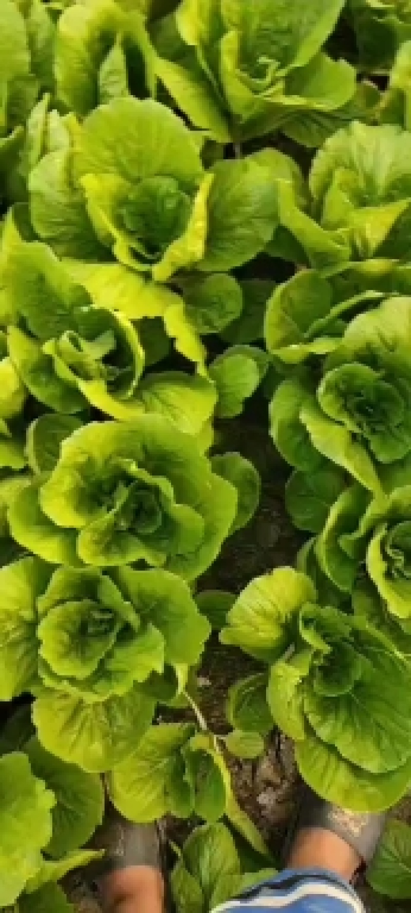 【毛白菜江苏南通自有蔬菜基地毛白菜】产地直发，品质保证
