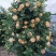 月季花苗爬藤欧月大花浓香玫瑰四季盆栽藤本蔷薇爬藤庭院花卉