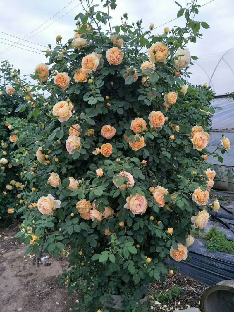 月季花苗爬藤欧月大花浓香玫瑰四季盆栽藤本蔷薇爬藤庭院花卉