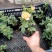 月季花苗爬藤欧月大花浓香玫瑰四季盆栽藤本蔷薇爬藤庭院花卉