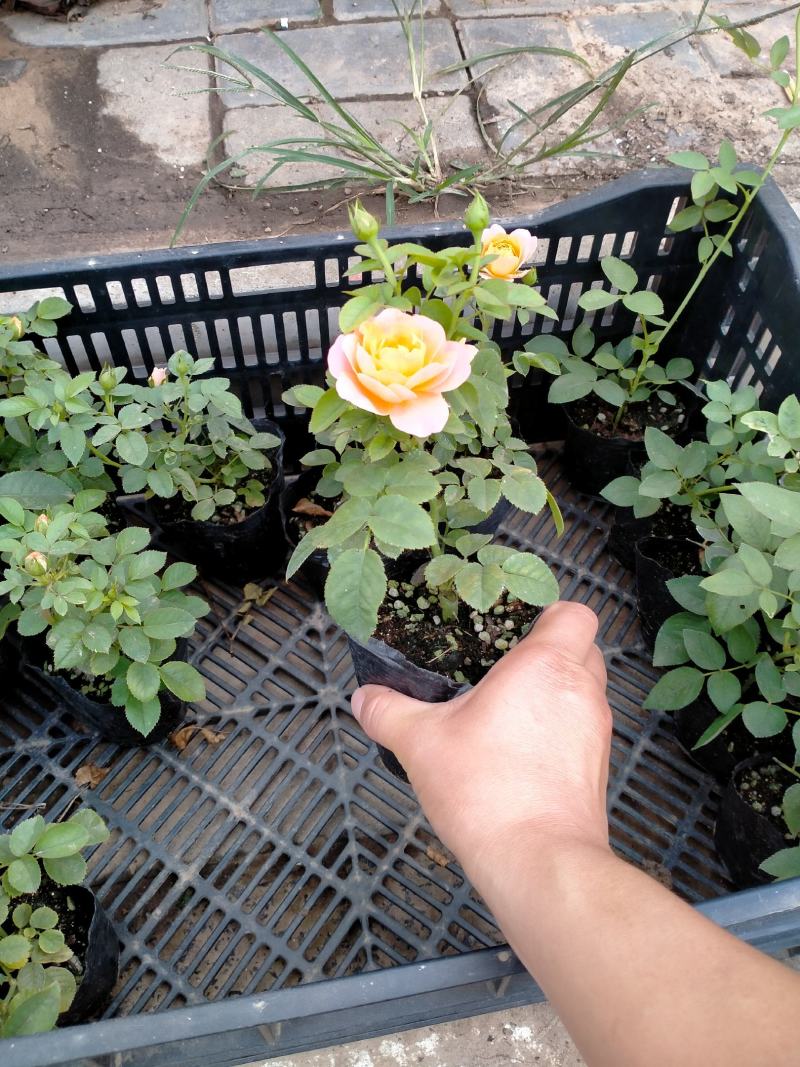 月季花苗爬藤欧月大花浓香玫瑰四季盆栽藤本蔷薇爬藤庭院花卉