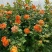 月季花苗爬藤欧月大花浓香玫瑰四季盆栽藤本蔷薇爬藤庭院花卉