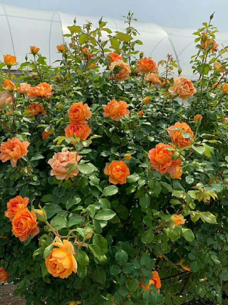 月季花苗爬藤欧月大花浓香玫瑰四季盆栽藤本蔷薇爬藤庭院花卉