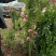 月季花苗爬藤欧月大花浓香玫瑰四季盆栽藤本蔷薇爬藤庭院花卉