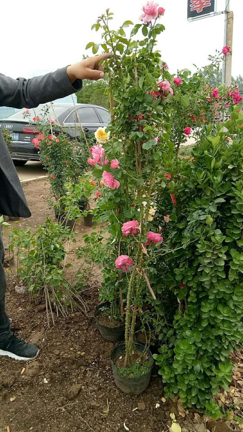 月季花苗爬藤欧月大花浓香玫瑰四季盆栽藤本蔷薇爬藤庭院花卉