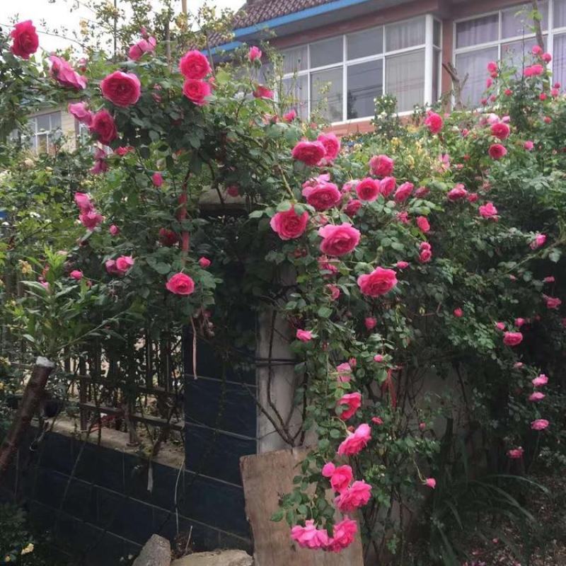 月季花苗爬藤欧月大花浓香玫瑰四季盆栽藤本蔷薇爬藤庭院花卉