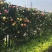 月季花苗爬藤欧月大花浓香玫瑰四季盆栽藤本蔷薇爬藤庭院花卉
